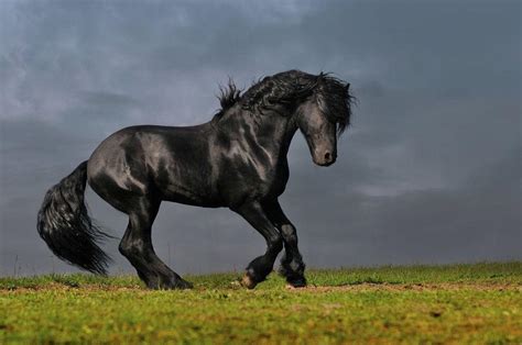 Friesian Horse Wallpapers - Wallpaper Cave