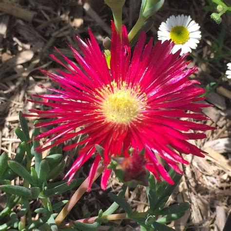 Mesembryanthemum Red Pigface - Garden Variety