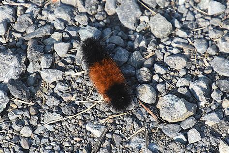 Isabella Tiger Moth (Banded Woolly Bear) (Pyrrharctia isab… | Flickr