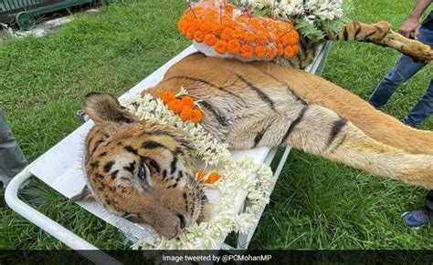 At 25 Years And 10 Months, Royal Bengal Tiger "Raja" Dies