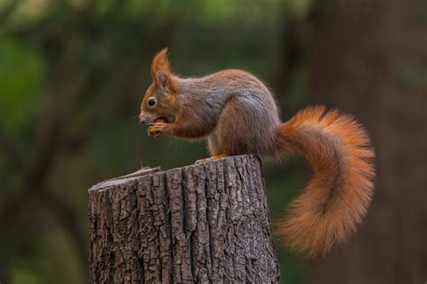 Eichhörnchen Foto & Bild | tiere, wildlife, wald Bilder auf fotocommunity