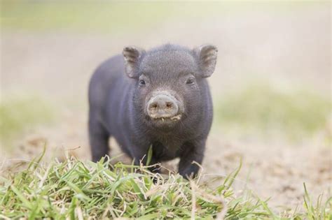 5 Important Facts About Teacup Pigs | Pet Keen