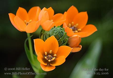 Sun Star | "Sun Star" orange perennial flower | Bill Heller's Photo of the Day for March 25, 2006