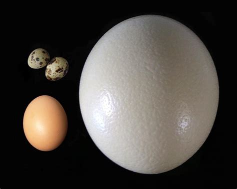 Eggs and Evolution – Creation Moments