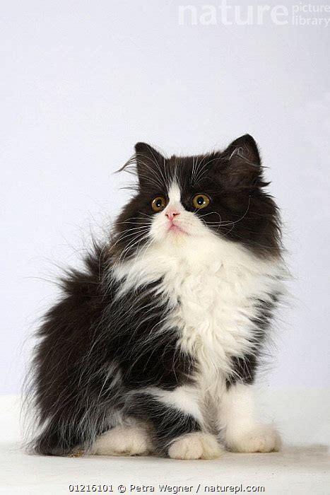 Stock photo of Persian Cat, kitten, black-and-white. Available for sale on www.naturepl.com