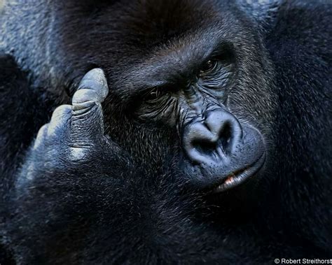 Pin on RIP HARAMBE photo credit:fb- Robert Streithorst | Harambe ...