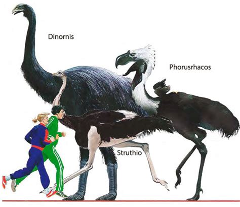 Phorusrhacos_to_scale588 | The Pterosaur Heresies