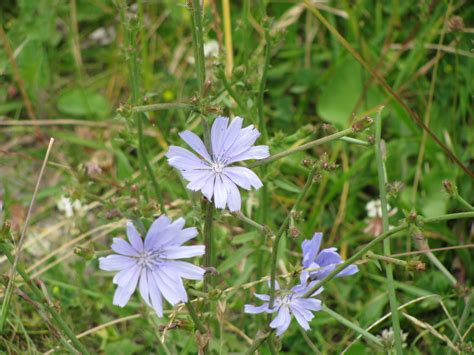 Light Blue Wild Flower Free Stock Photo - Public Domain Pictures