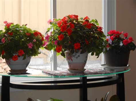 My indoor winter garden... | Winter garden, Love flowers, Bloom