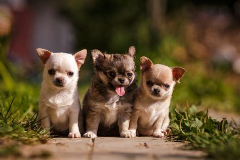 How to Care for Your Chihuahua Puppies -- Furry Babies