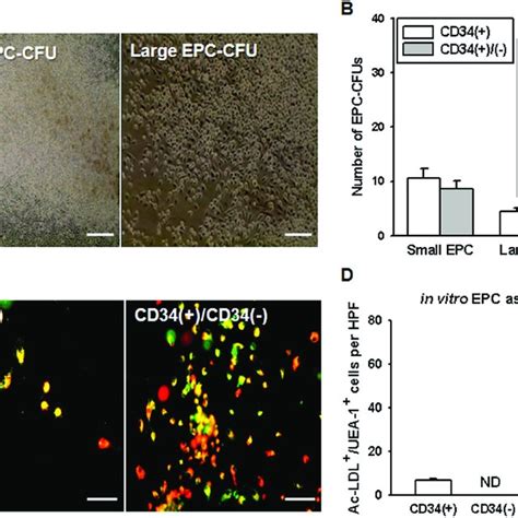 (PDF) Cross Talk with Hematopoietic Cells Regulates the Endothelial Progenitor Cell ...