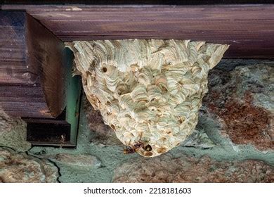 Best European Hornet Nest Royalty-Free Images, Stock Photos & Pictures ...