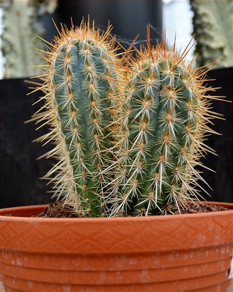 Cactus Planta Espinoso - Foto gratis en Pixabay - Pixabay