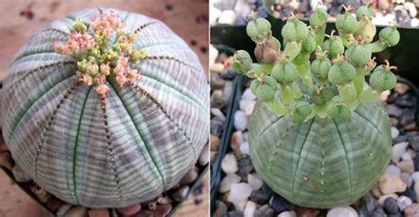 Euphorbia obesa (Baseball Plant) - World of Succulents