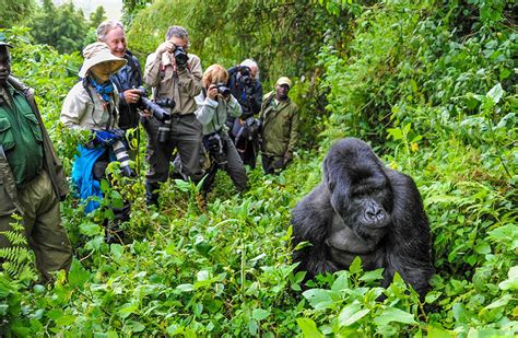 Gorilla Trekking in Rwanda - Things to Do - Discover Rwanda