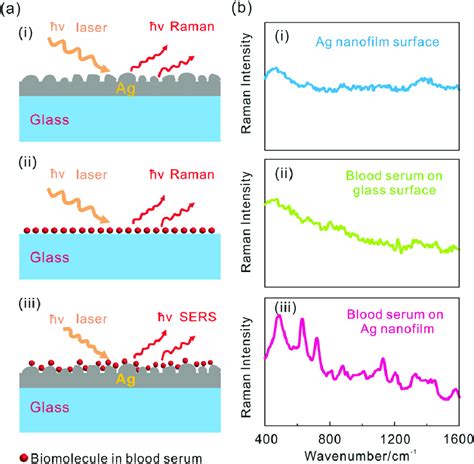 Raman and surface-enhanced Raman spectroscopy (SERS) measurements. (a)... | Download Scientific ...