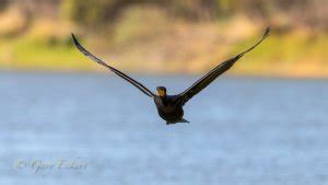 Great Cormorant | BirdForum