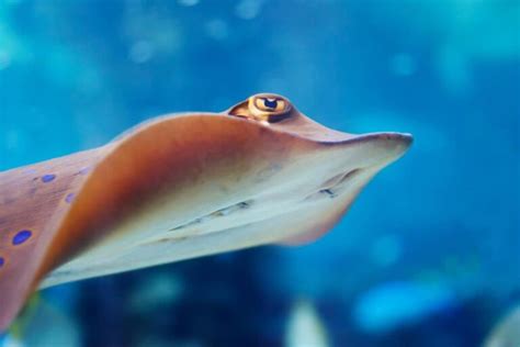 9 Stingray Facts You Need to Know