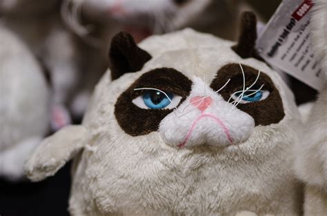 A really grumpy Grumpy Cat stuffed toy | m01229 | Flickr