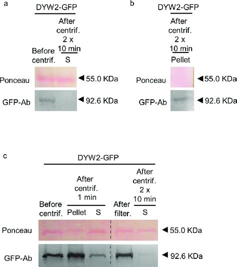 Optimization of the removal of cell debris during the extraction of PPR... | Download Scientific ...