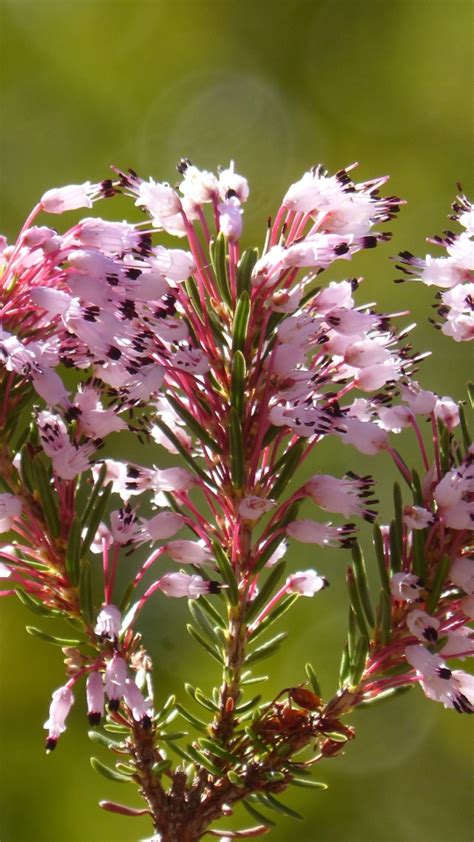 540x960 erica multiflora, wild flower, branch 540x960 Resolution Wallpaper, HD Flowers 4K ...