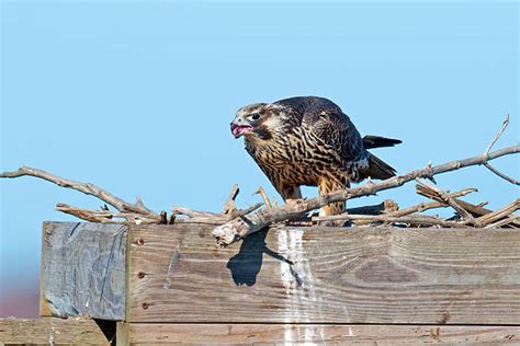 440+ Peregrine Falcon Nest Stock Photos, Pictures & Royalty-Free Images ...