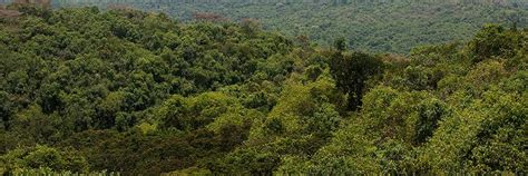 Maramagambo Forest-Uganda Safari Tours-Gorilla Land safaris