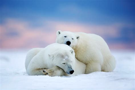 polar, Bears, Two, Sleeping, Snow, Sky, Winter, Animals, Bear Wallpapers HD / Desktop and Mobile ...