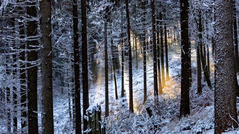 Download wallpaper 1920x1080 winter forest, trees, rays, glare full hd ...