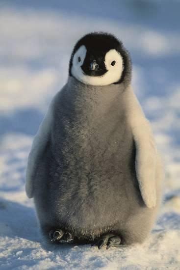 'Baby Emperor Penguin' Photographic Print - DLILLC | AllPosters.com ...