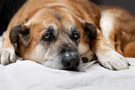 Gastroenteritis in Dogs - Symptoms, Causes, Diagnosis, Treatment, Recovery, Management, Cost