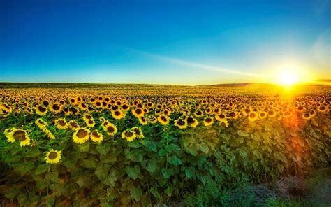 Field of sunflowers - Ukraine Photo (21209818) - Fanpop