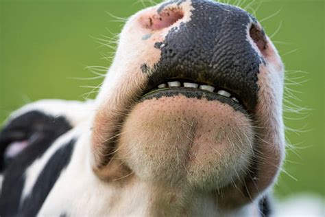 Cow Teeth Stock Photos, Pictures & Royalty-Free Images - iStock