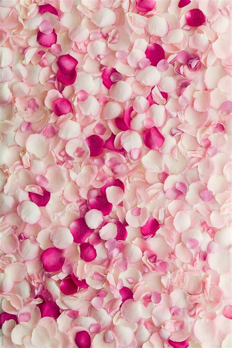 Rose Petals Wallpapers - Wallpaper Cave