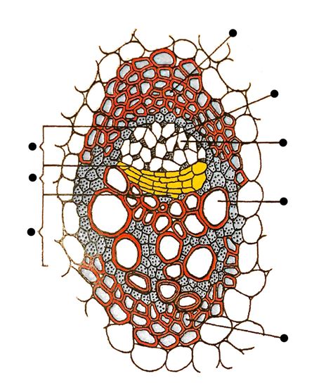 Vascular Bundle Diagram