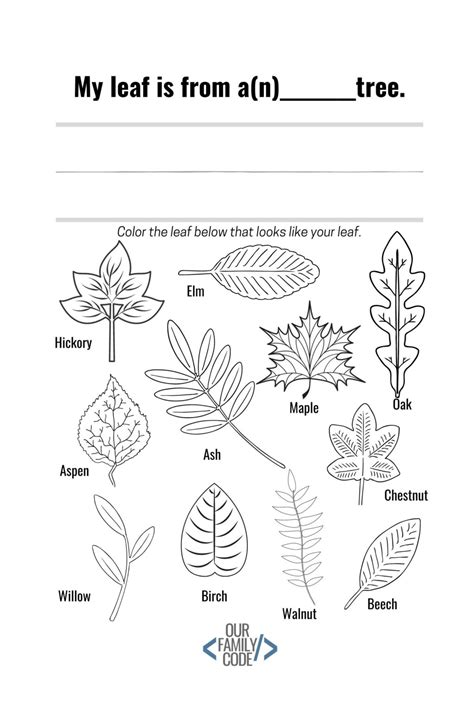 Chalk Pastel Leaf Rubbings STEAM Activity - Our Family Code