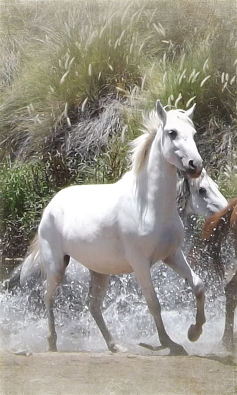 Wild White Horse Running in Water | High-Quality Animal Stock Photos ...