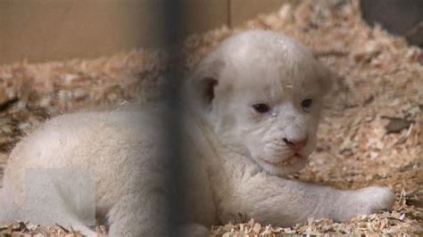 Video Adorable White Lion Cubs Born in Poland - ABC News