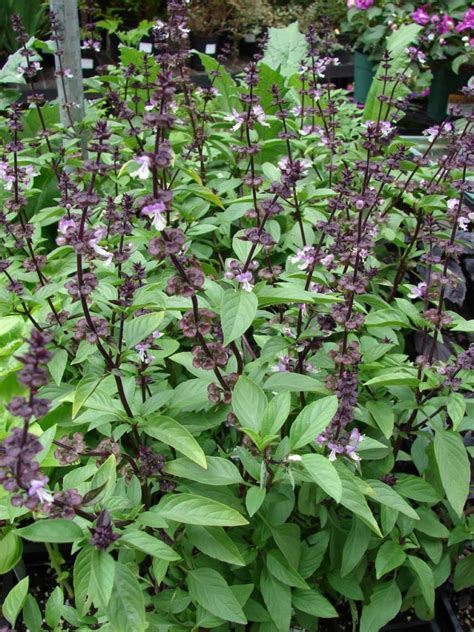 Ocimum basilicum - Acacia LLC