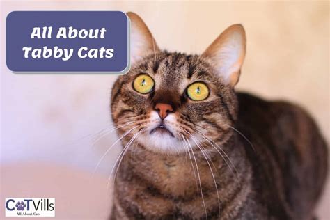 Tabby Cat Personality & Characteristics You Need to Know About