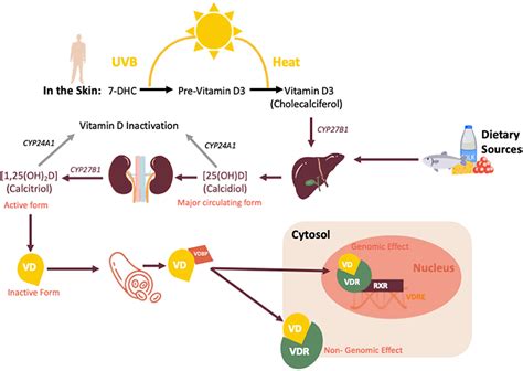 Frontiers | Vitamin D: A Potential Mitigation Tool for the Endemic Stage of the COVID-19 Pandemic?