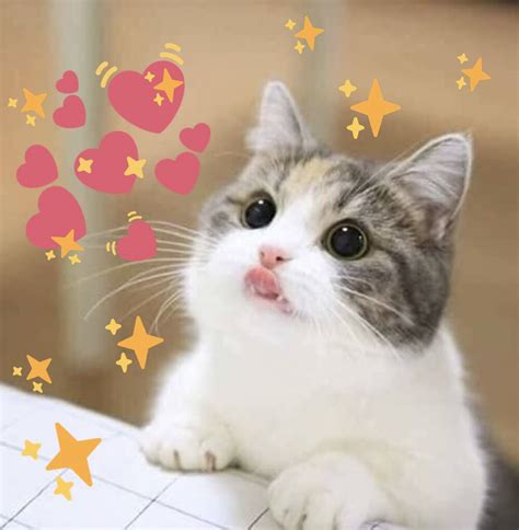 98+ Hearts Crying Cat Wholesome Meme