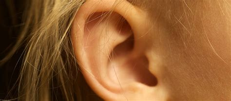 Bugs in the Ear | Office for Science and Society - McGill University