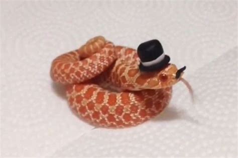 Snakes with hats, Baby snakes, Cute reptiles