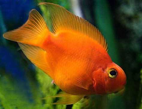 Blood Parrot Cichlid Freshwater Aquarium Fish | Arizona Aquatic Gardens