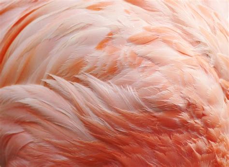 Pink Flamingo Feathers Photograph by Paulette Thomas