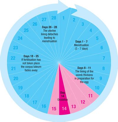 Ovulation, Ovulation Cycle & Menstrual Period