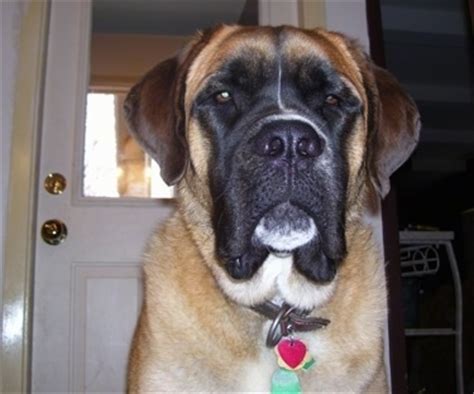 St Bernard English Mastiff Mix Puppies - Puppy And Pets