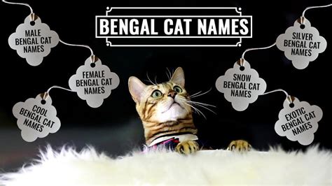 99 Unique Bengal Cat Names For Male And Female Kittens - Petmoo