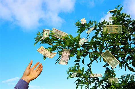 Royalty Free Money Tree Pictures, Images and Stock Photos - iStock